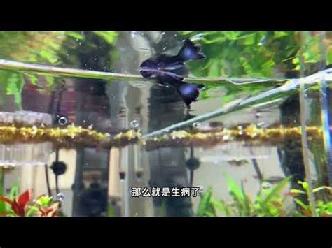 死掉的魚怎麼處理|死了魚怎麼處理遺體，魚死了怎麼辦